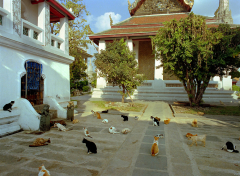 29Temple Cats