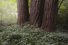 Three Redwoods