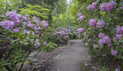 Lithia Park Rhododendrons 2022