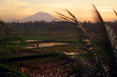 Rice Field Dawn