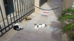 Dubrovnik Cats
