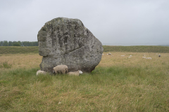 Avebury Stone and Sheep