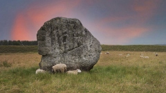 Avebury Stone and Sheep