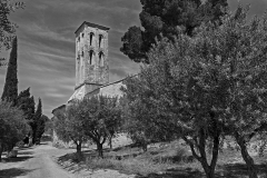 Church and Olive Trees B&W