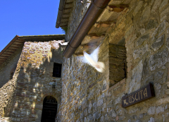 Dove of Assisi