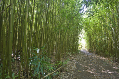 Bamboo Forrest 3