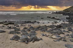 Sea turtles and Rocks Dramatic Sky #6