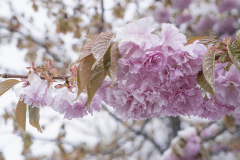 Blossoms and Snow