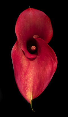 Red Violin-Calla Lily hard and soft blend