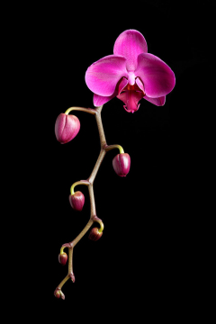 Orchid Progression on Black