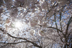 Cherry Blossoms 12
