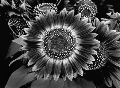 Sunflower Nebula B&W