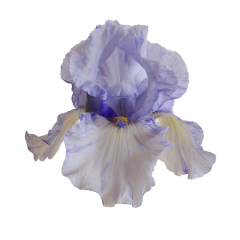 Iris on White