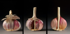 Anatomy of a Garlic