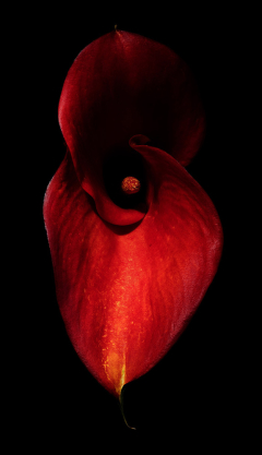 Red Violin-Calla Lily final Devil