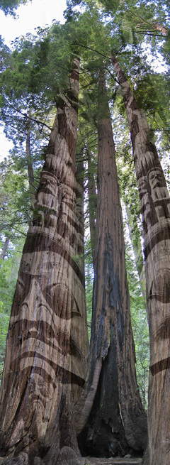 Redwoods and Totem