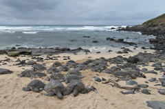 Sea turtles and Rocks sharp cropped