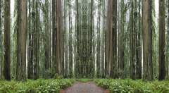 Redwood Totem