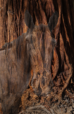 Horse and Redwood