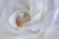 White Rose 4 Sharp and soft lighter