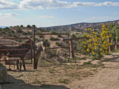Mules and Sunflowers