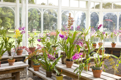 Orchid Greenhouse Lanai'i