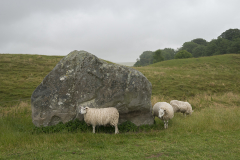 Avebury Stone and Sheep 2