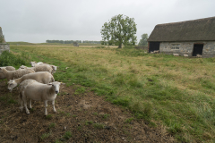 Avebury Sheep