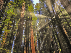 Redwoods Up 2022 Golden Light Sunset