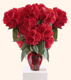 Red Vase off white with ped symetrical