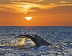 Whales Tail Sunset contrast