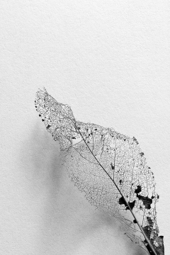 From My Dogs Coat 1 B&W