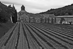 Church and Lavender Abbaye Nortre Dame de Senanque
